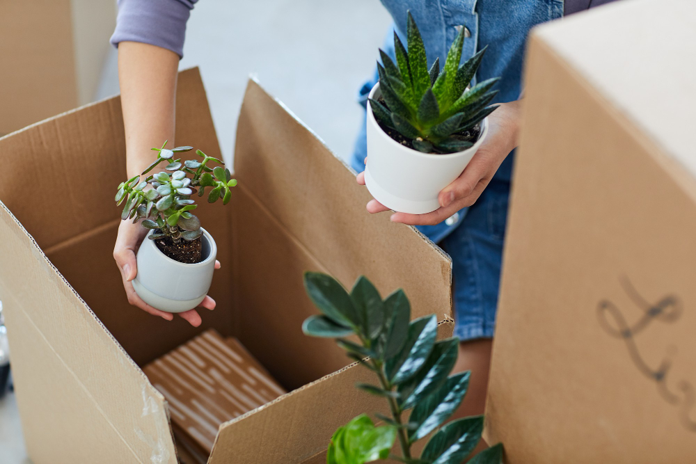 Here's What to Do with Your Plants When Moving Apartments