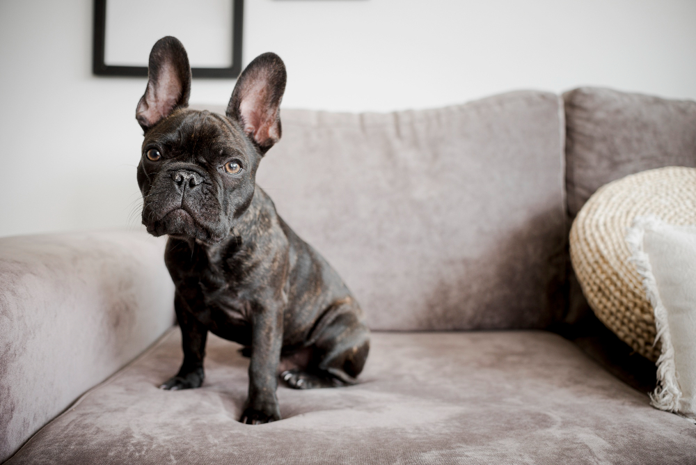 Best Dog Breeds for Apartments