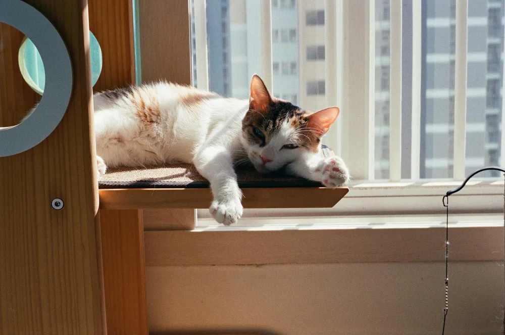 Is a Cat or a Dog Right for Your Apartment?