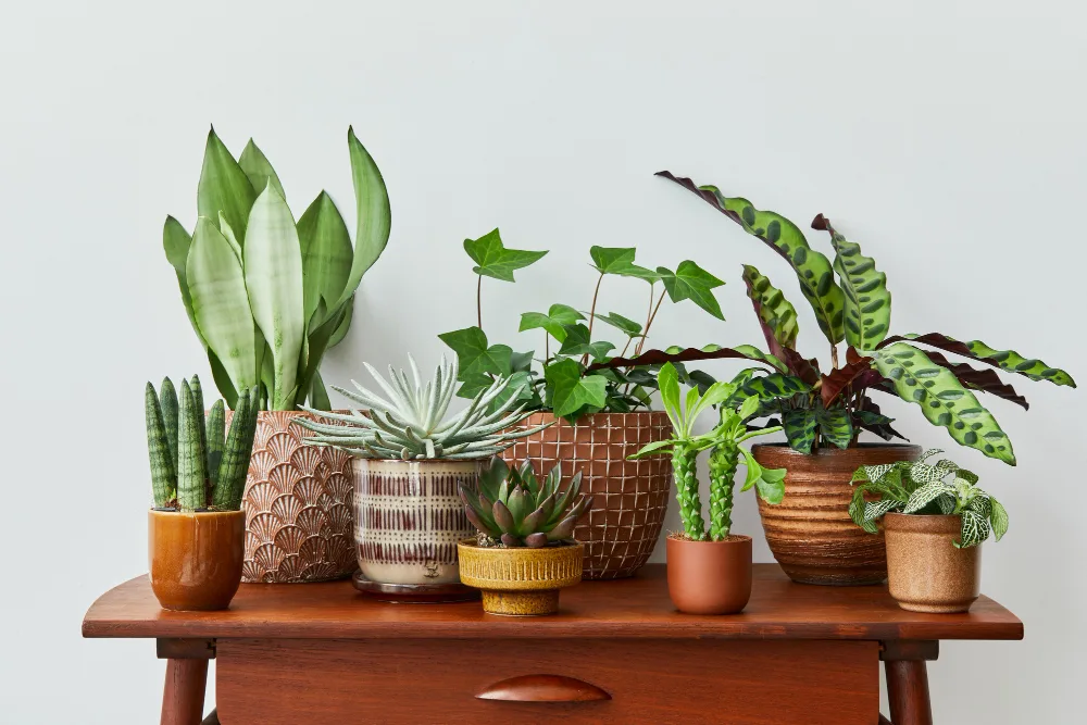 Small Space Plants That Create a Peaceful Home Sanctuary